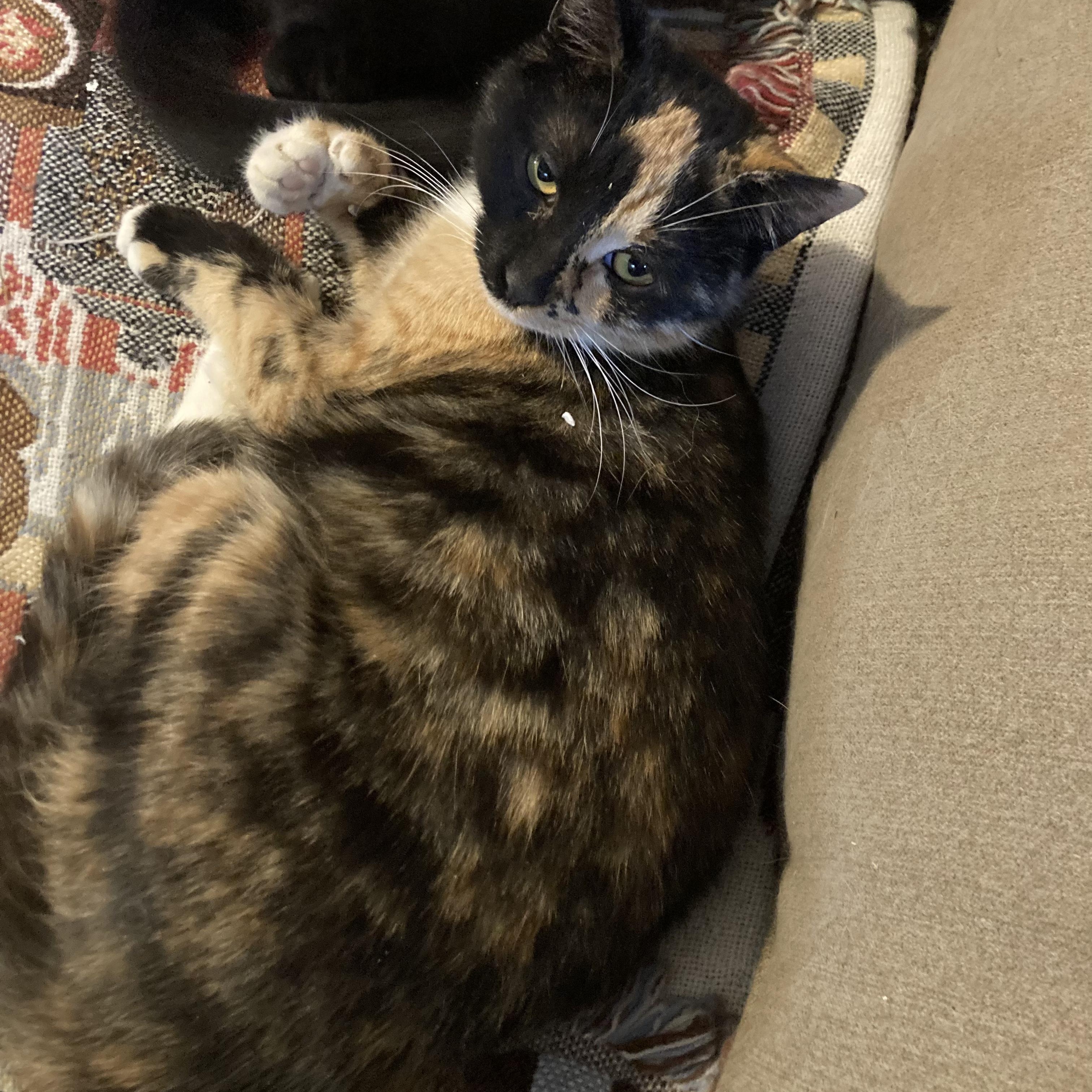 Enlarge Maizey , a ADOPTABLE Domestic Short Hair in Sewell, NJ image 3/4