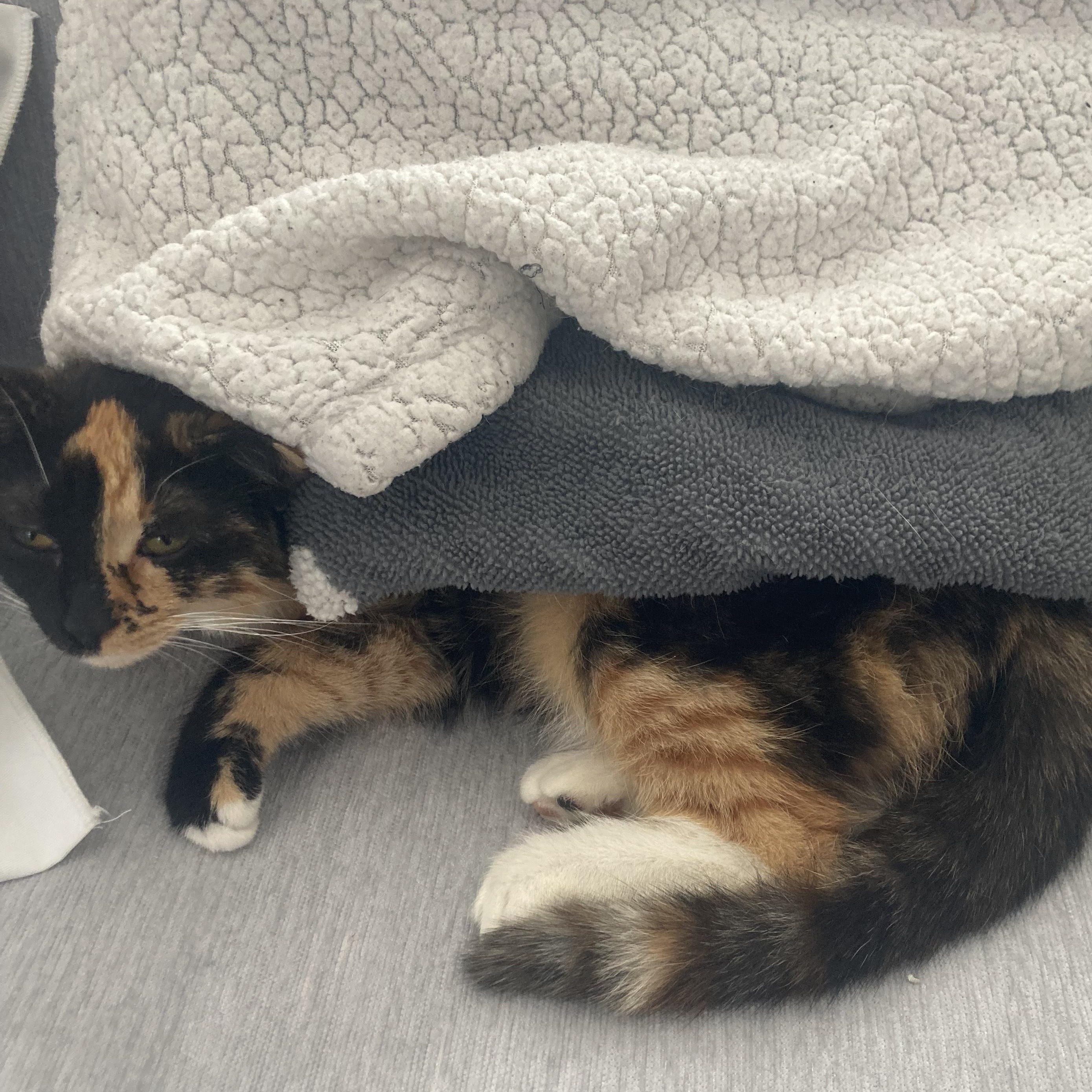 Enlarge Maizey , a ADOPTABLE Domestic Short Hair in Sewell, NJ image 2/4