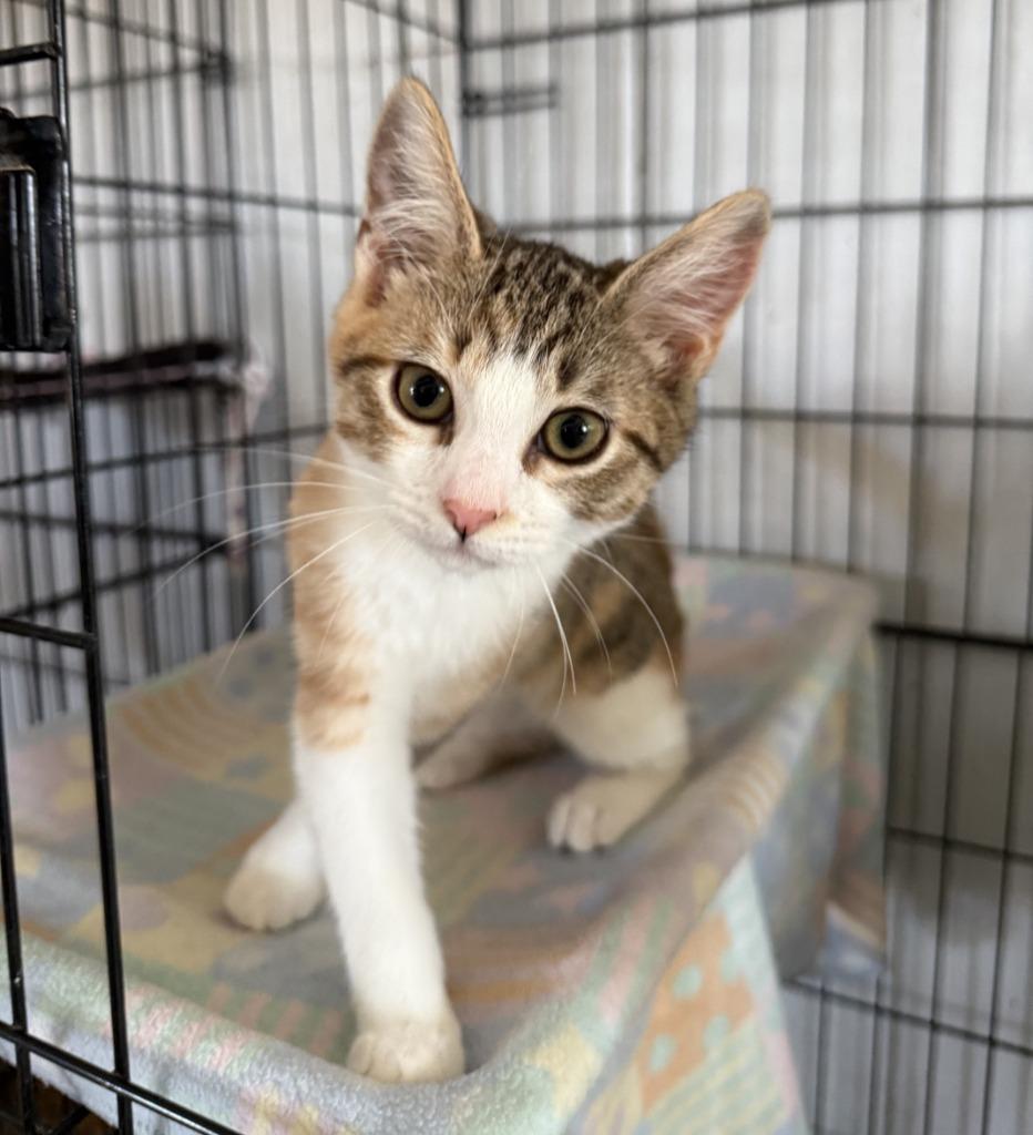Flora, Adopted, Kitten Female Domestic Short Hair.
