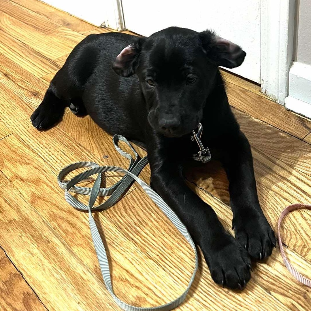 Enlarge Aisling, an adopted mixed breed in Rochester, NY image 2/5