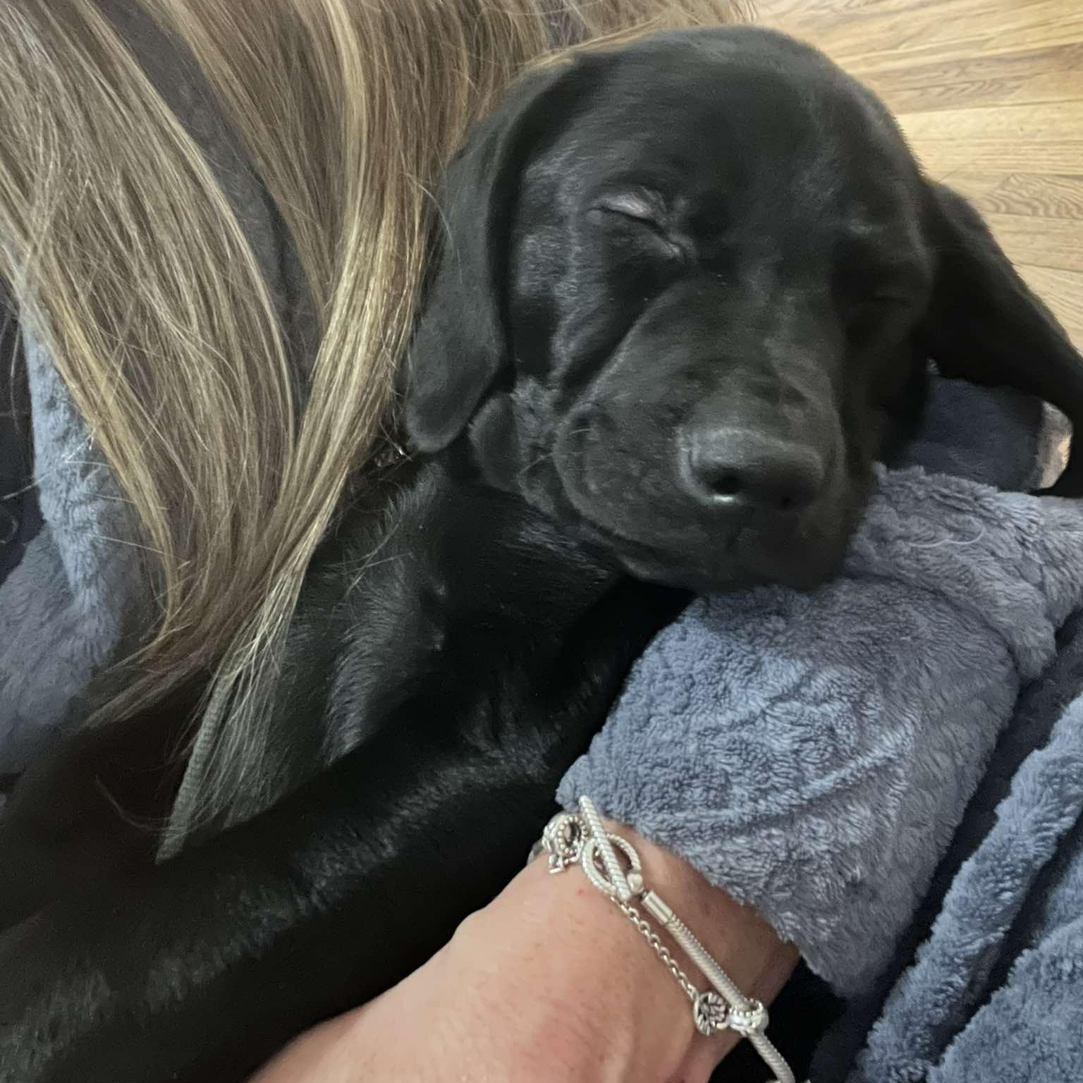 Enlarge Aisling, an adopted mixed breed in Rochester, NY image 5/5