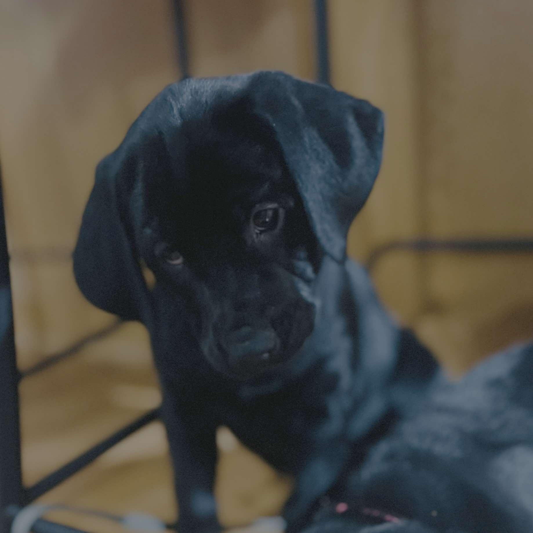 Enlarge Aisling, an adopted mixed breed in Rochester, NY image 3/5