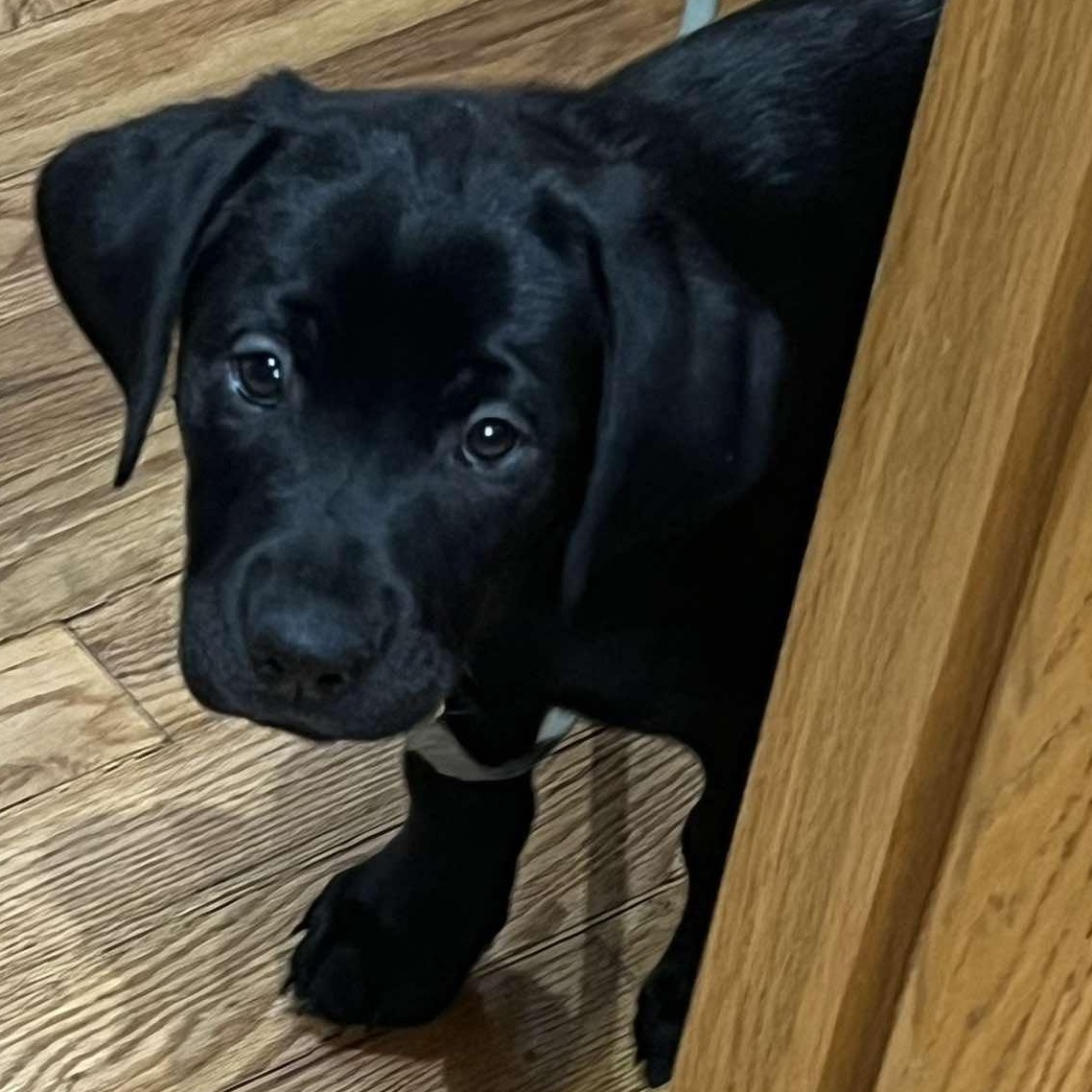 Aisling, adopted, Puppy Female Black Labrador Retriever & German Shepherd Dog.