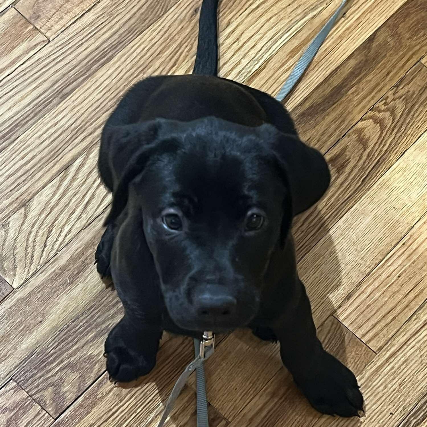 Enlarge Aisling, an adopted mixed breed in Rochester, NY image 4/5