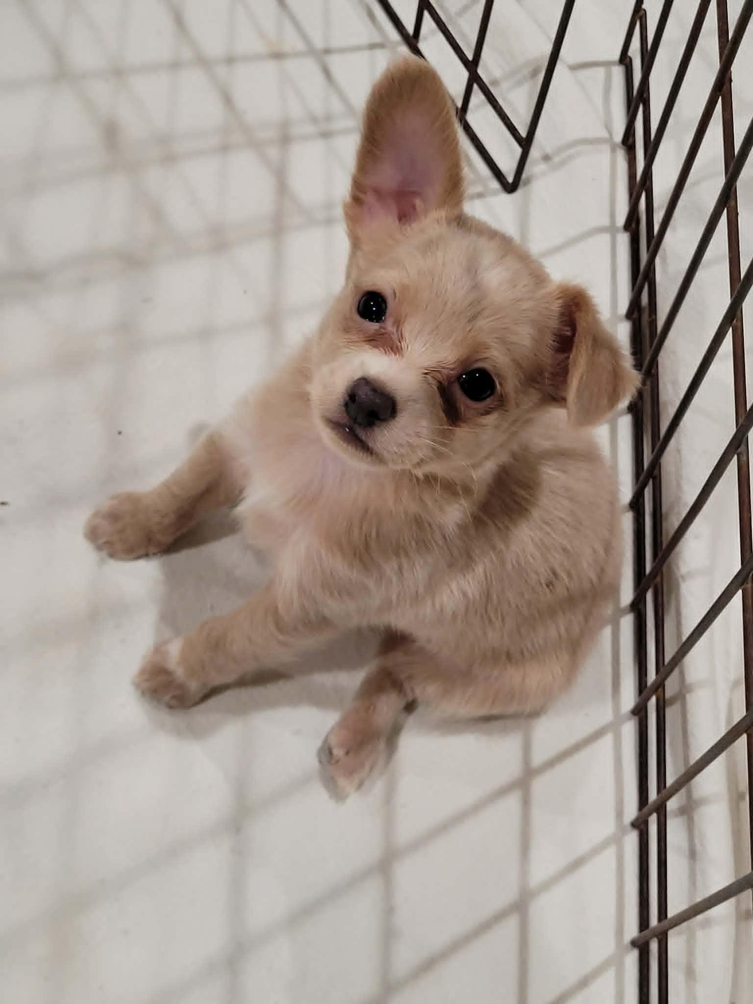 Enlarge Dewey, a ADOPTABLE mixed breed in New River, AZ image 3/5