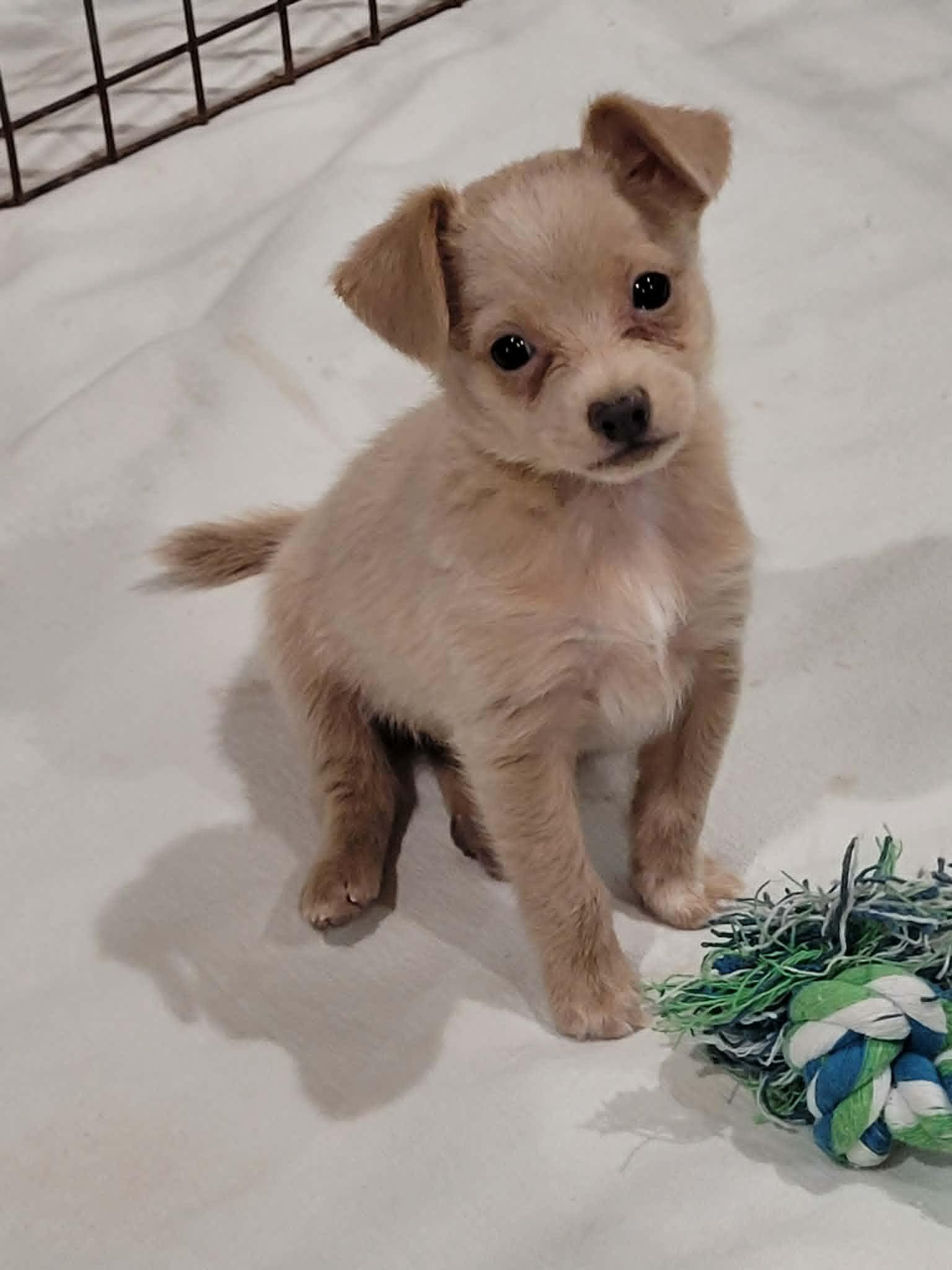 Enlarge Dewey, a ADOPTABLE mixed breed in New River, AZ image 4/5