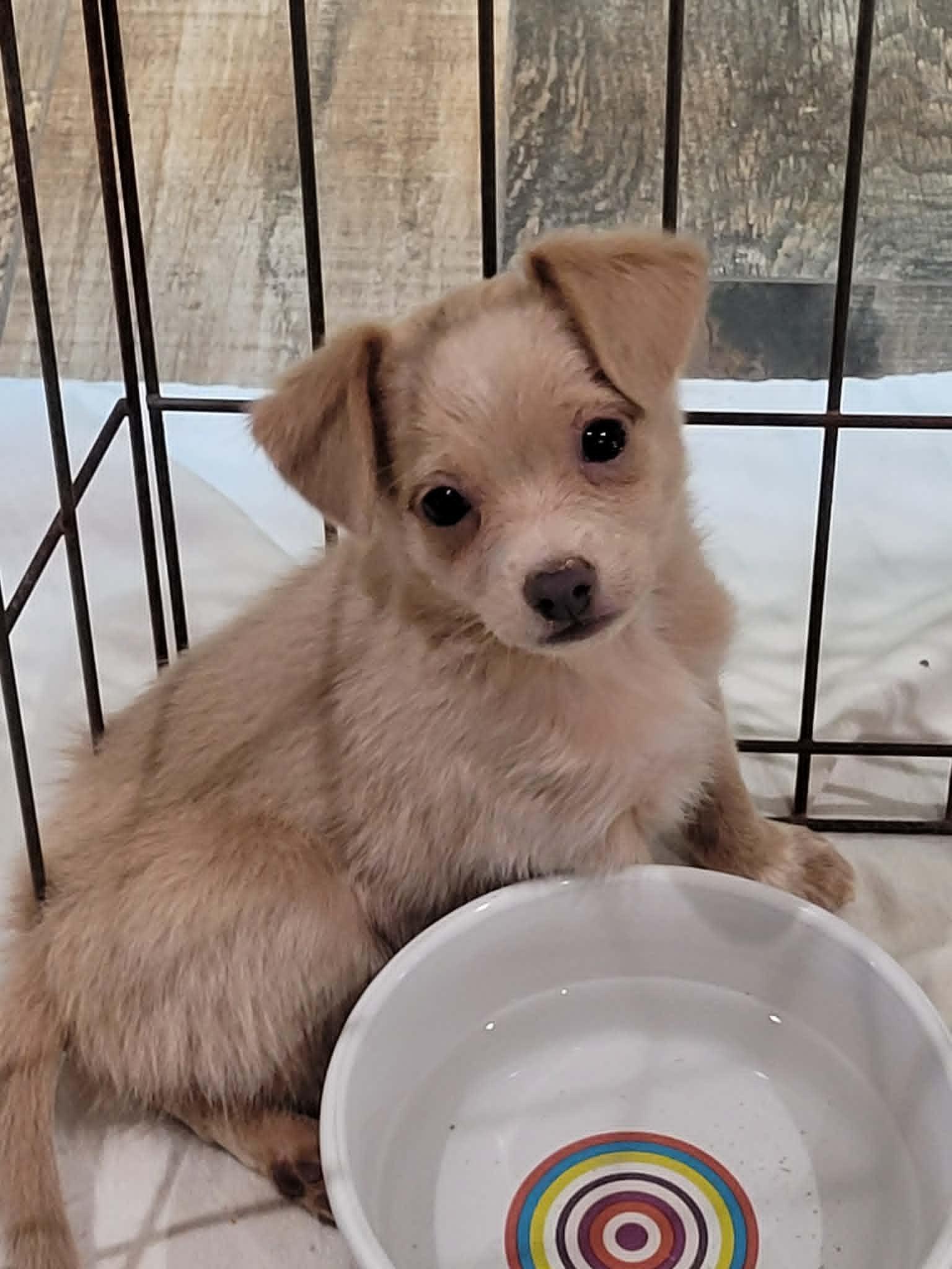 Dewey, ADOPTABLE, Puppy Male Italian Greyhound & Chihuahua.