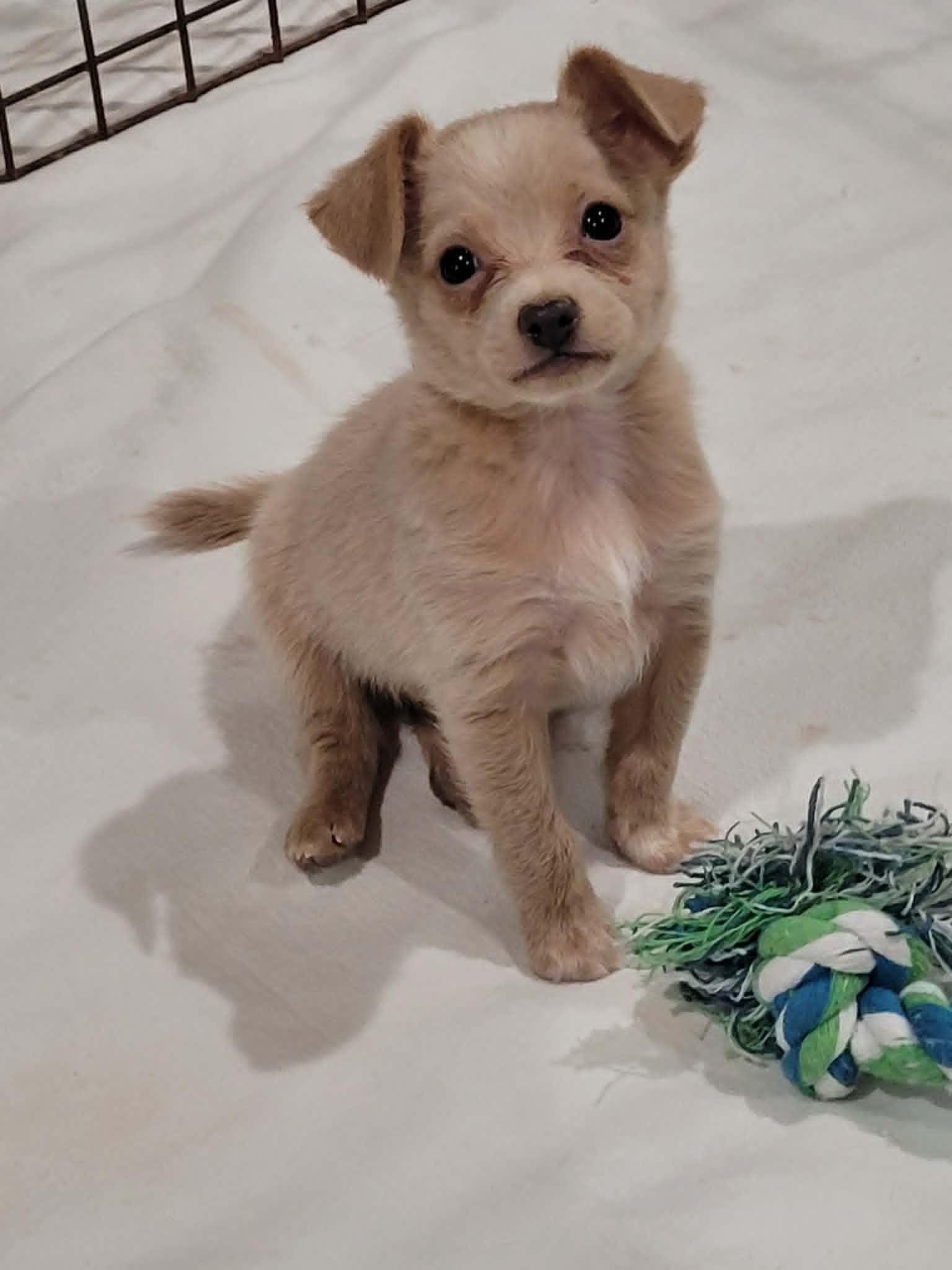Enlarge Dewey, a ADOPTABLE mixed breed in New River, AZ image 2/5