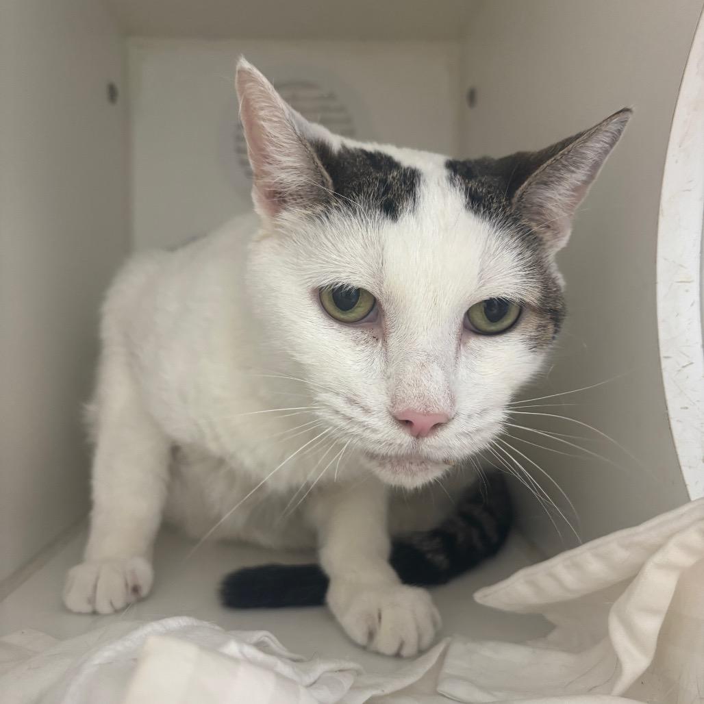 Cheesecake, Adoptable, Senior Female Domestic Short Hair.