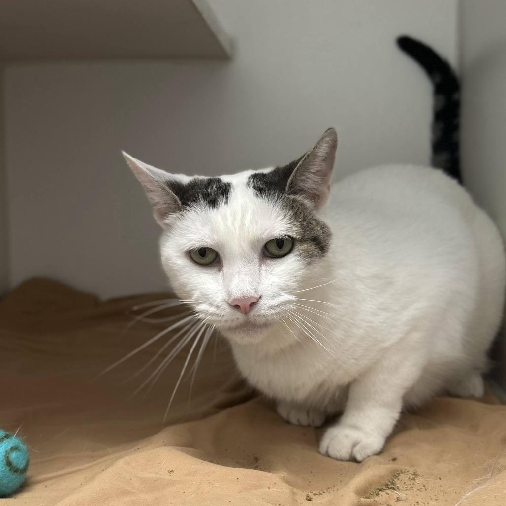 Enlarge Cheesecake, a Adoptable Domestic Short Hair in Philadelphia, PA image 1/6