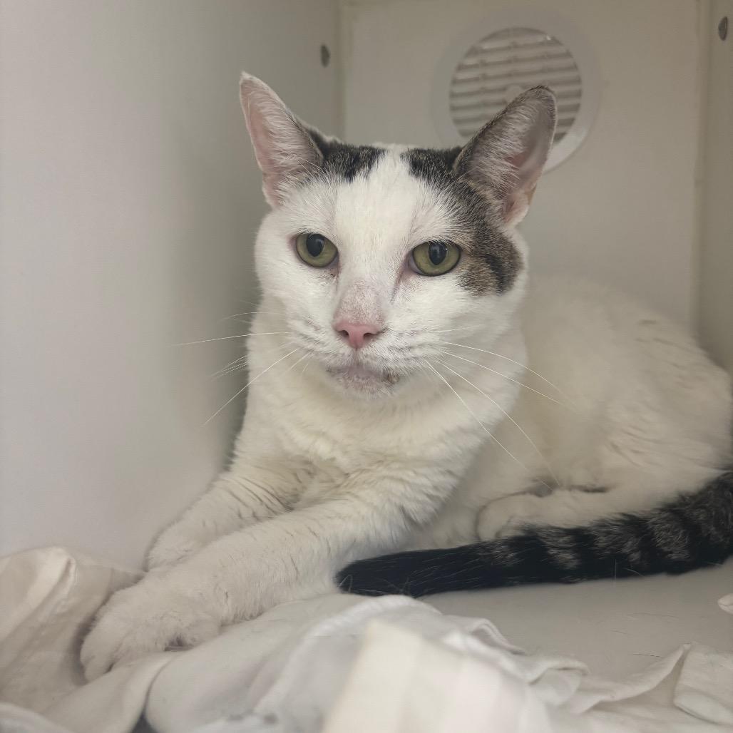 Enlarge Cheesecake, a Adoptable Domestic Short Hair in Philadelphia, PA image 2/6