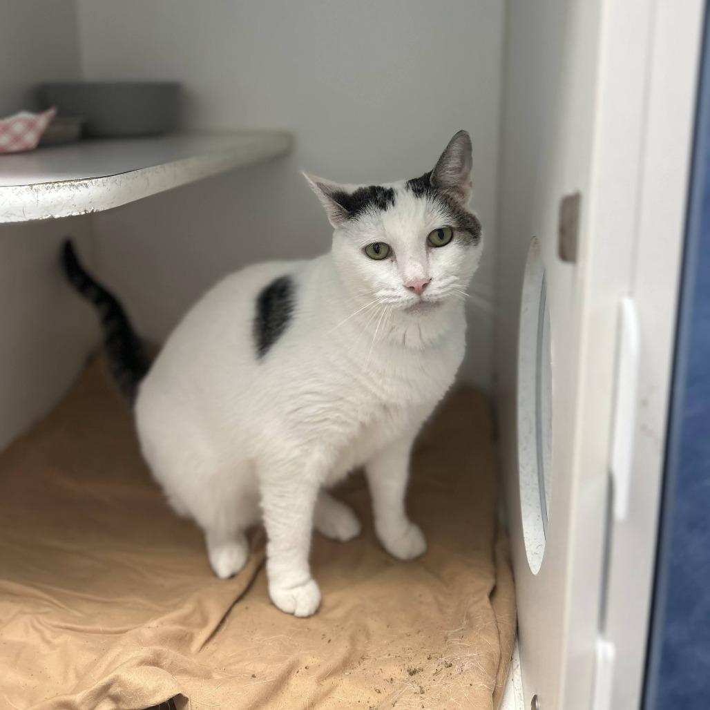 Enlarge Cheesecake, a Adoptable Domestic Short Hair in Philadelphia, PA image 3/6