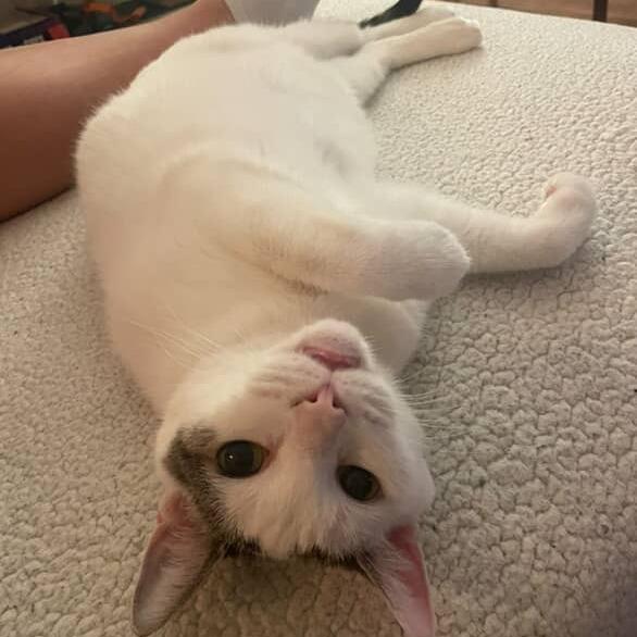 Enlarge Cheesecake, a Adoptable Domestic Short Hair in Philadelphia, PA image 4/6