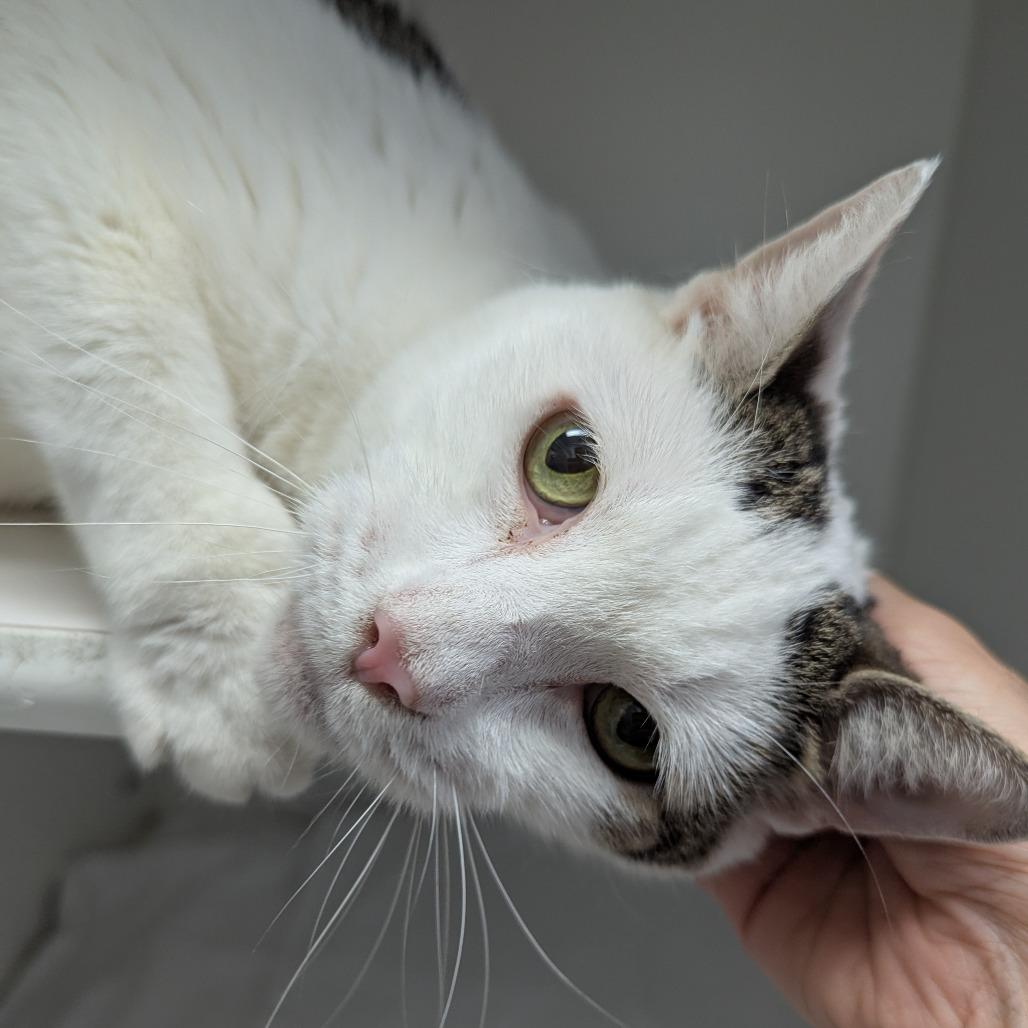 Enlarge Cheesecake, a Adoptable Domestic Short Hair in Philadelphia, PA image 5/6