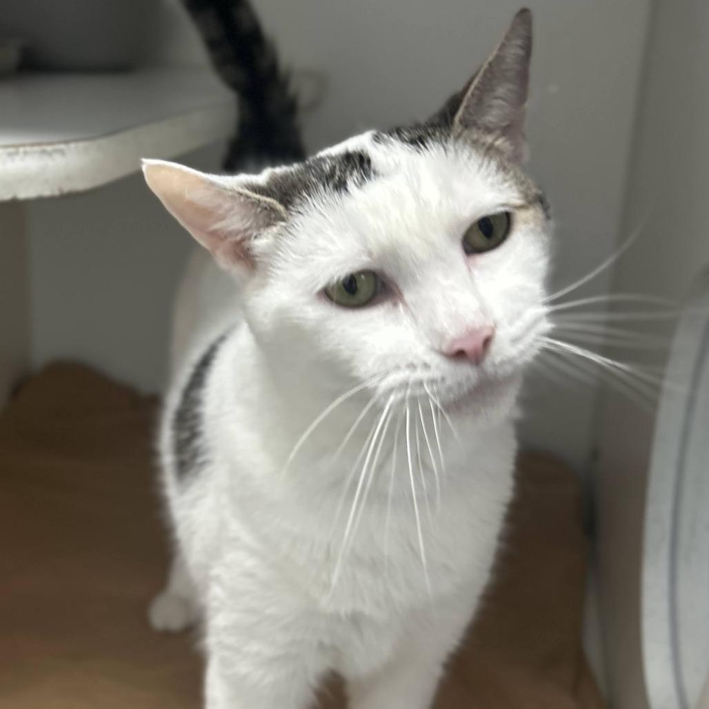 Enlarge Cheesecake, a Adoptable Domestic Short Hair in Philadelphia, PA image 6/6