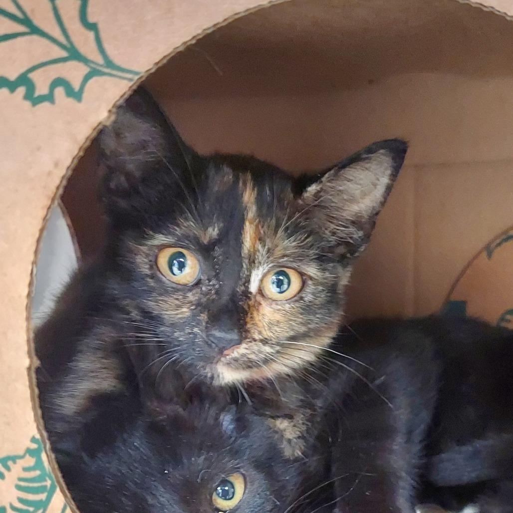 Hex, Adoptable, Kitten Female Domestic Short Hair.