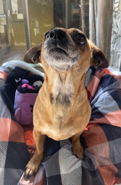 Enlarge Dusk, a Adoptable Chihuahua in Fort Worth, TX image 1/3