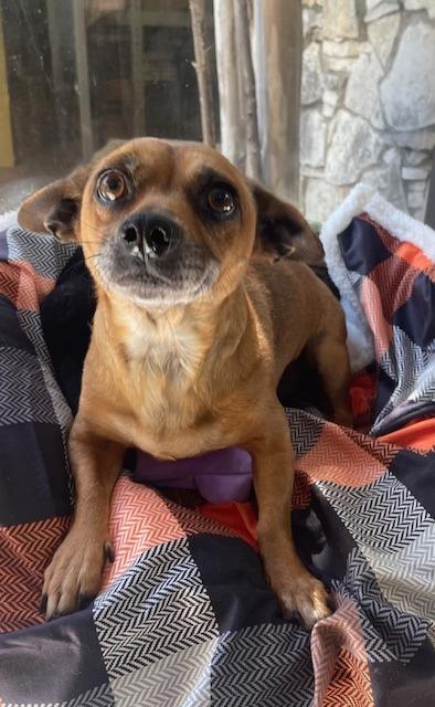 Dusk, a Adoptable Chihuahua in Fort Worth, TX image 1/3