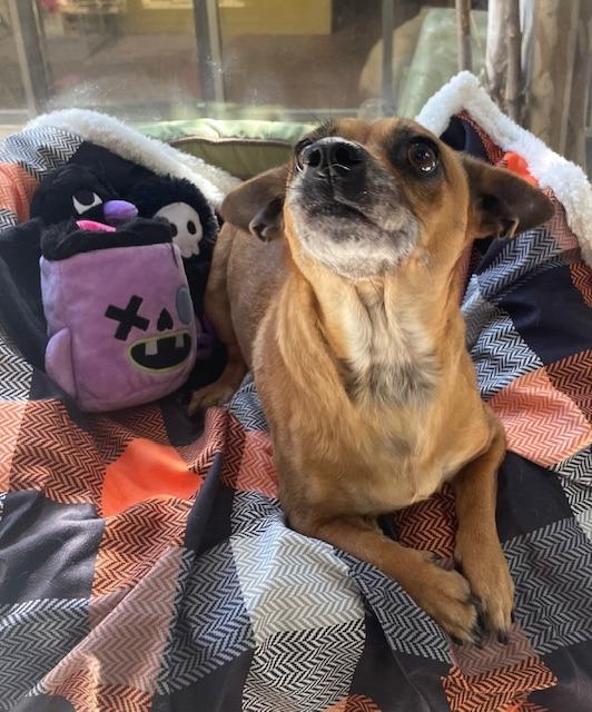 Enlarge Dusk, a Adoptable Chihuahua in Fort Worth, TX image 3/3