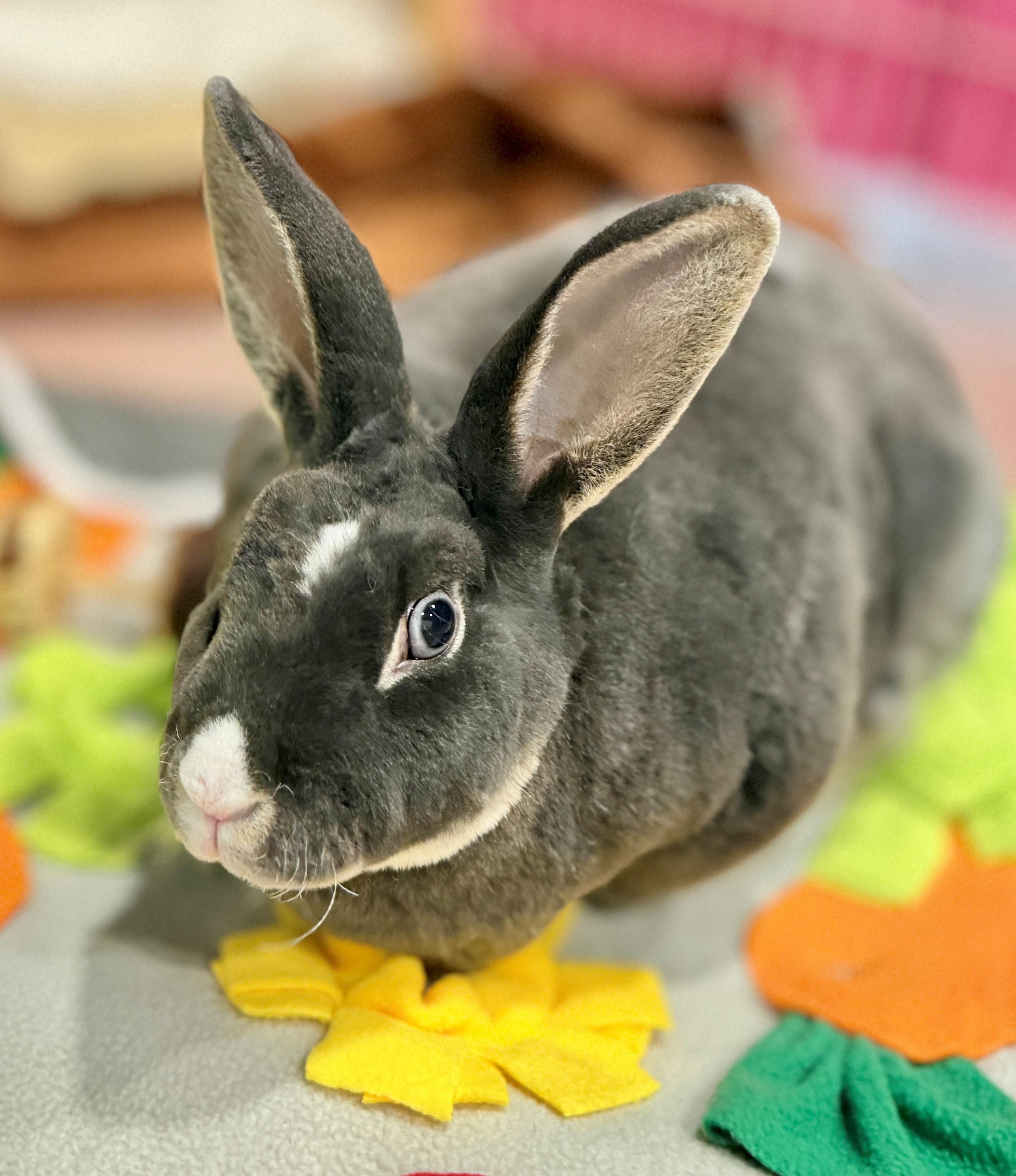 Orion, Adoptable, Adult Male Rex.