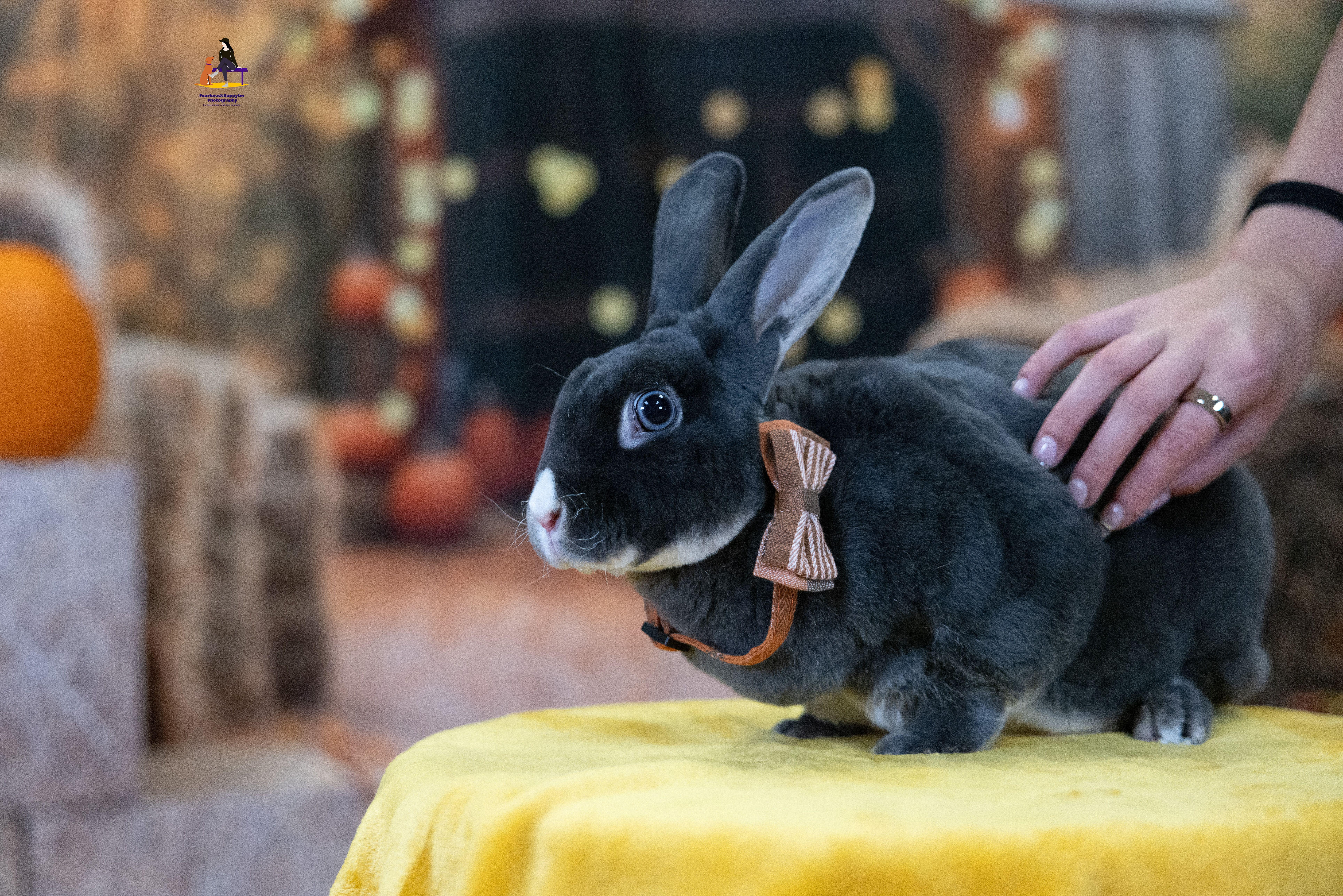 Enlarge Orion, a Adoptable Rex in Hamilton, ON image 4/6