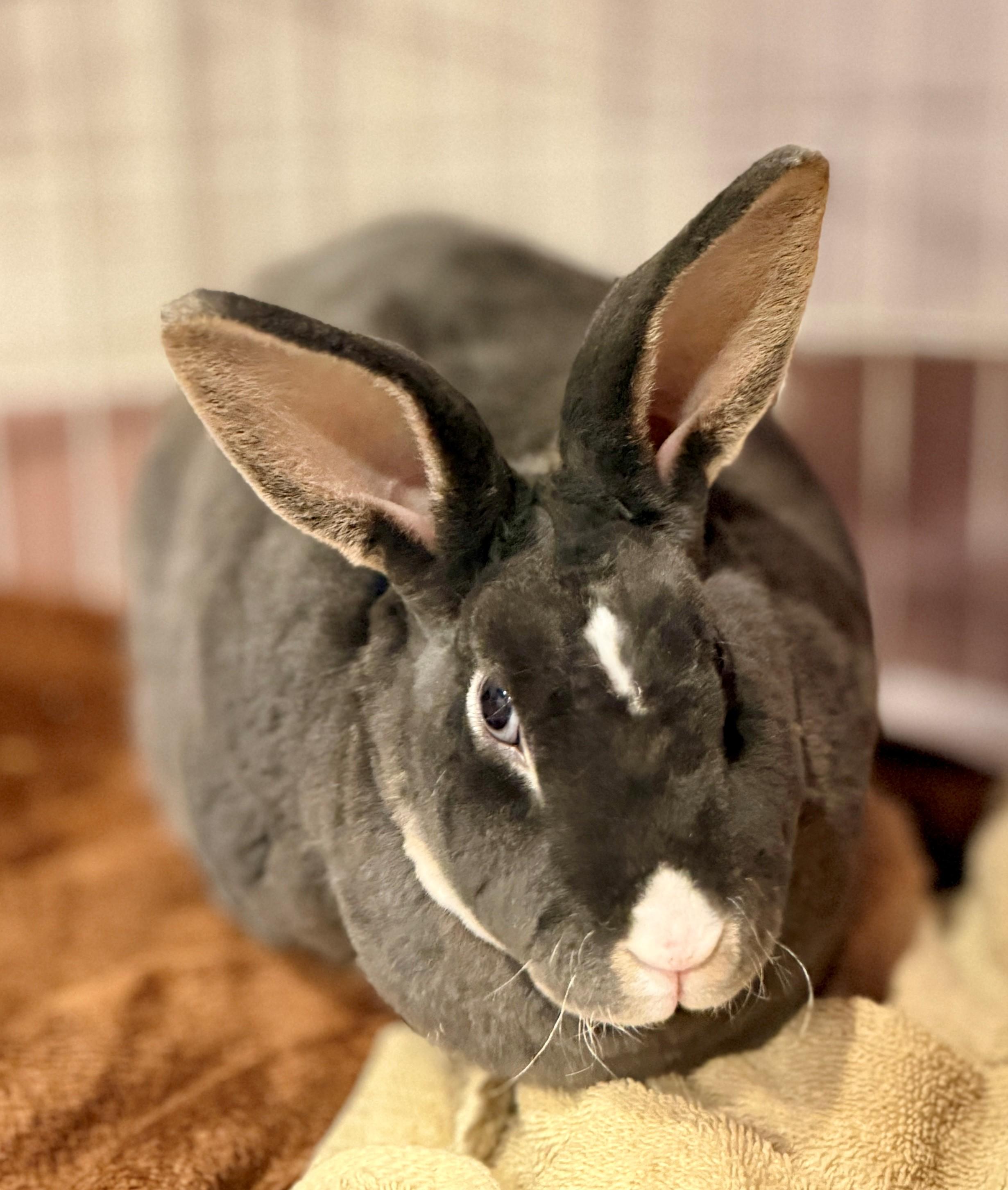 Enlarge Orion, a Adoptable Rex in Hamilton, ON image 2/3