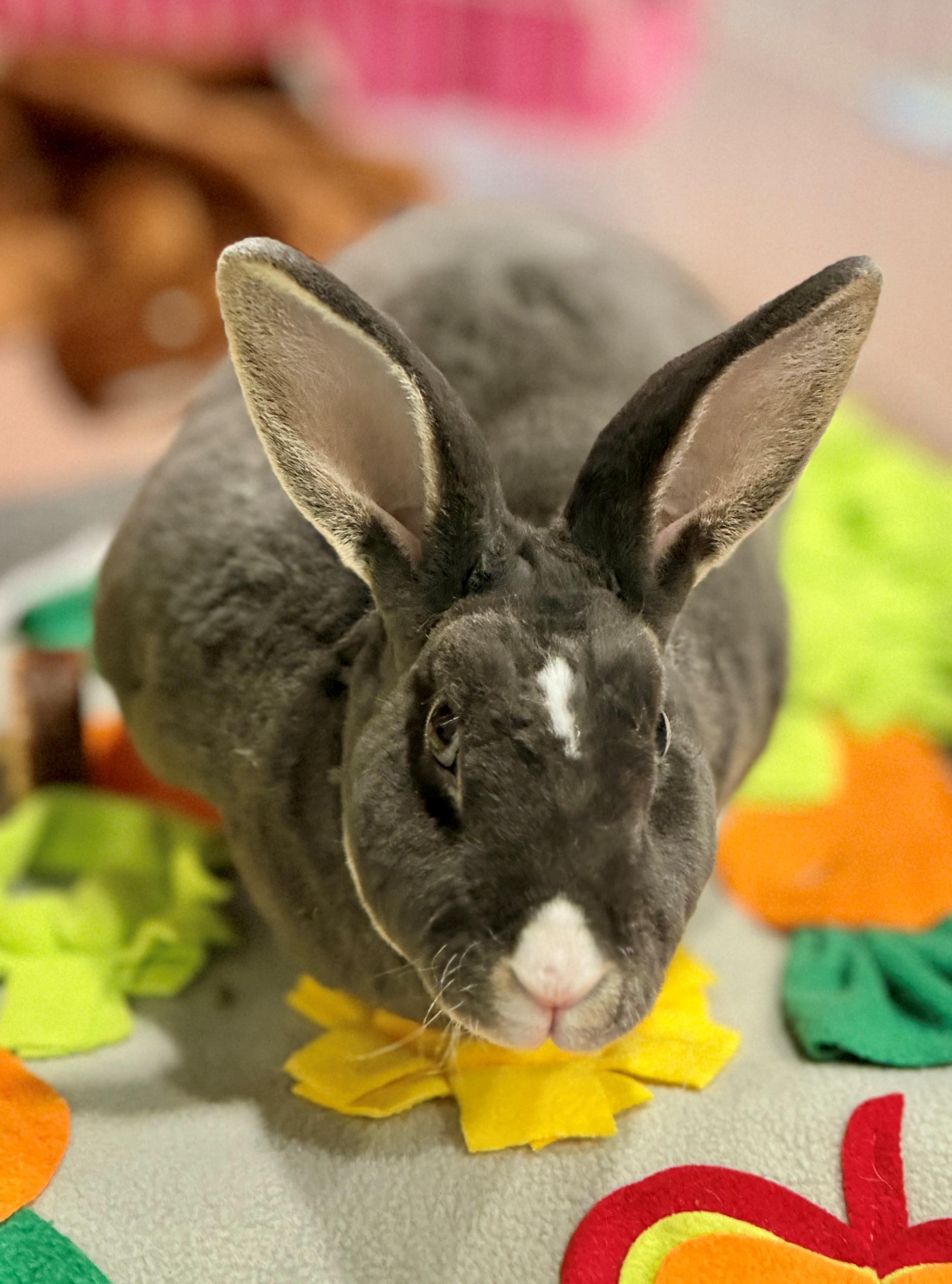 Enlarge Orion, a Adoptable Rex in Hamilton, ON image 3/3