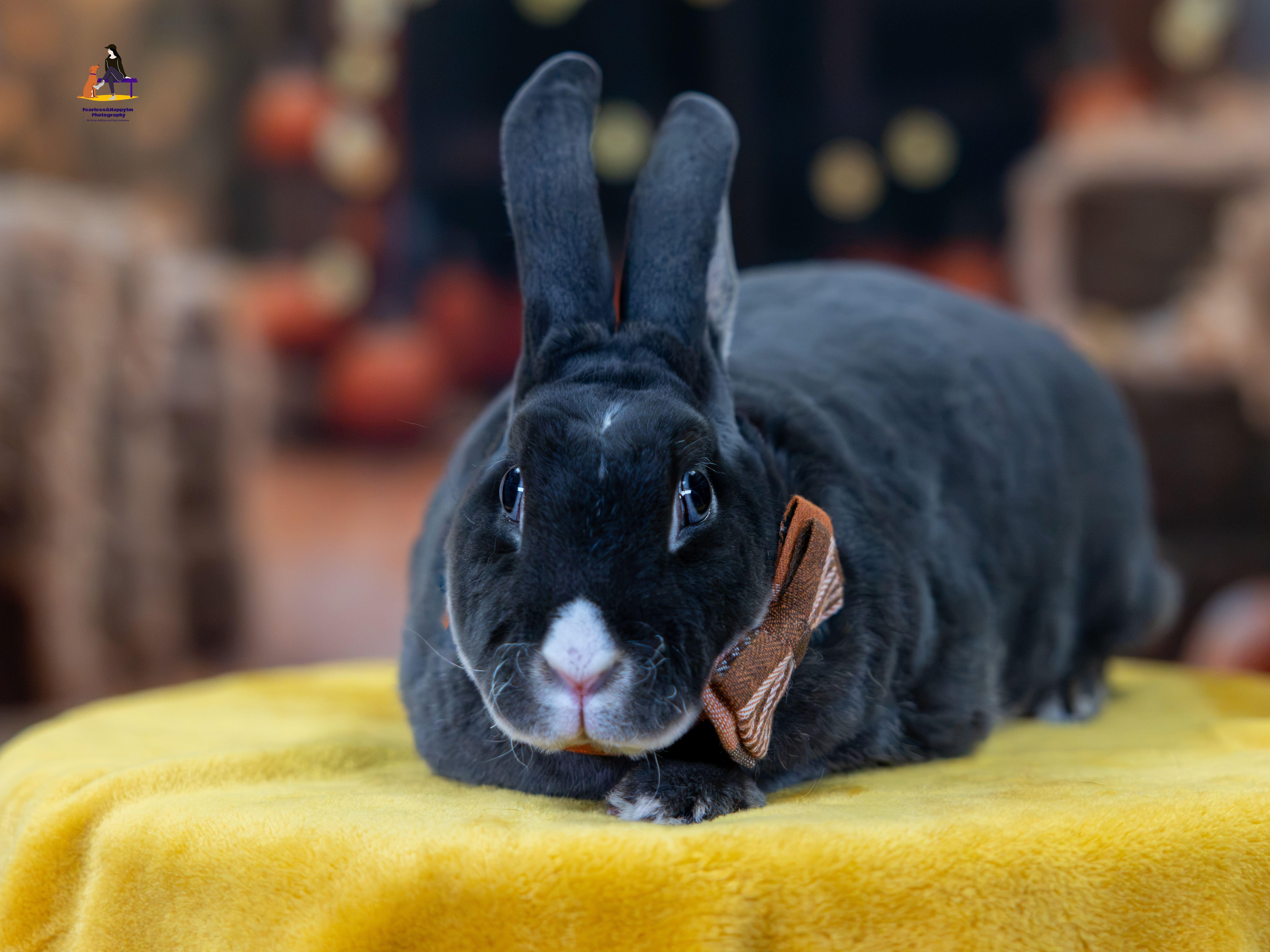 Enlarge Orion, a Adoptable Rex in Hamilton, ON image 1/6