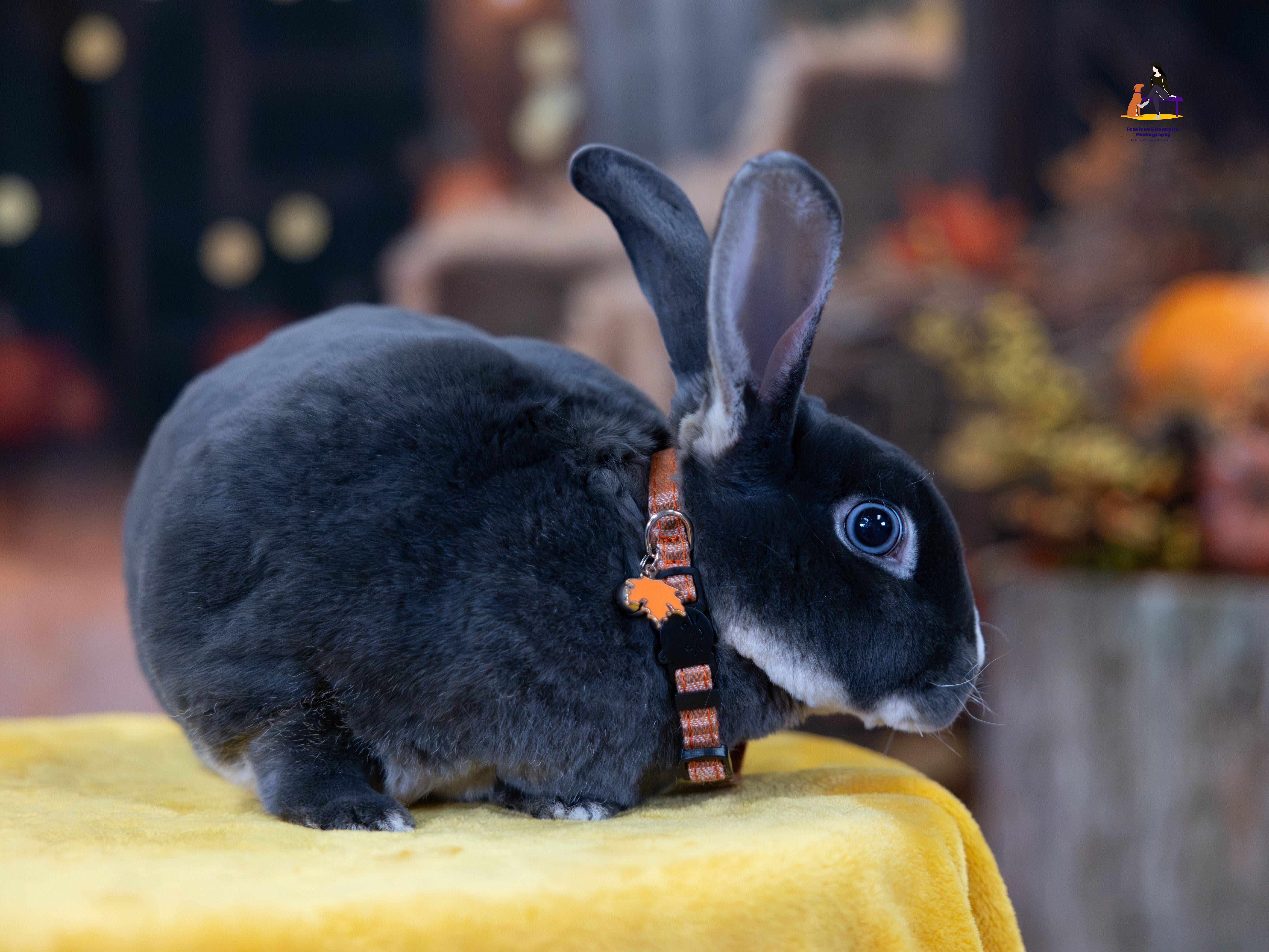 Enlarge Orion, a Adoptable Rex in Hamilton, ON image 5/6