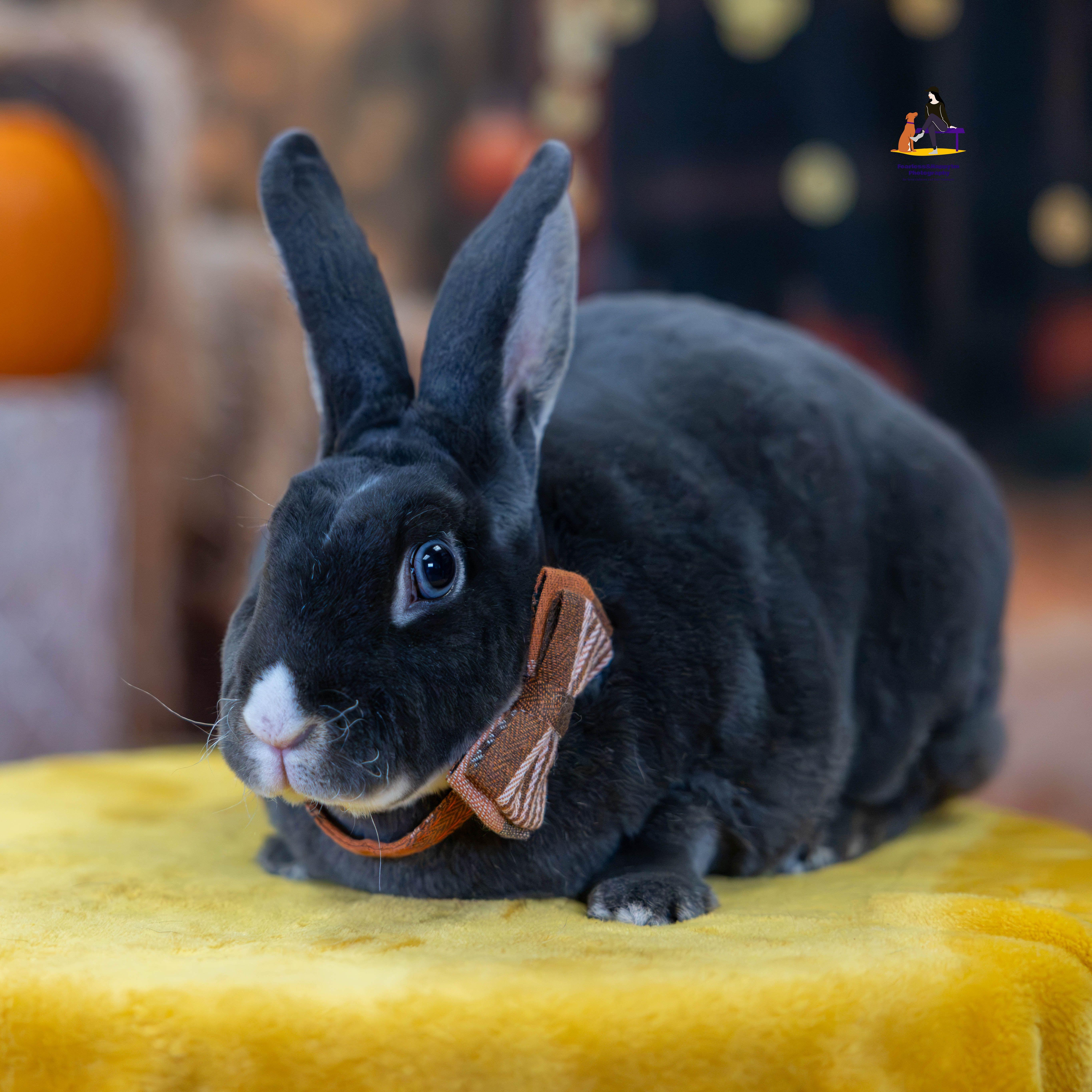 Enlarge Orion, a Adoptable Rex in Hamilton, ON image 6/6