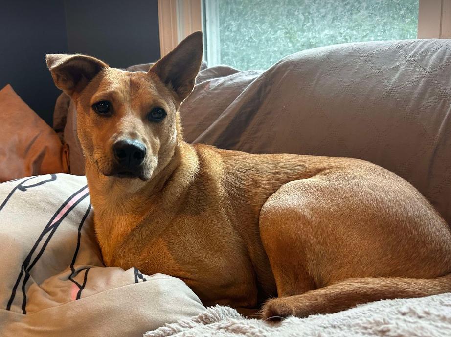 Enlarge Monty, a Adoptable Carolina Dog in Cary, NC image 1/3