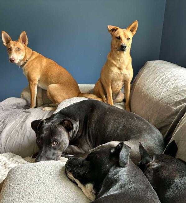 Enlarge Monty, a Adoptable Carolina Dog in Cary, NC image 2/3