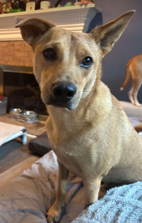 Enlarge Monty, a Adoptable Carolina Dog in Cary, NC image 3/3