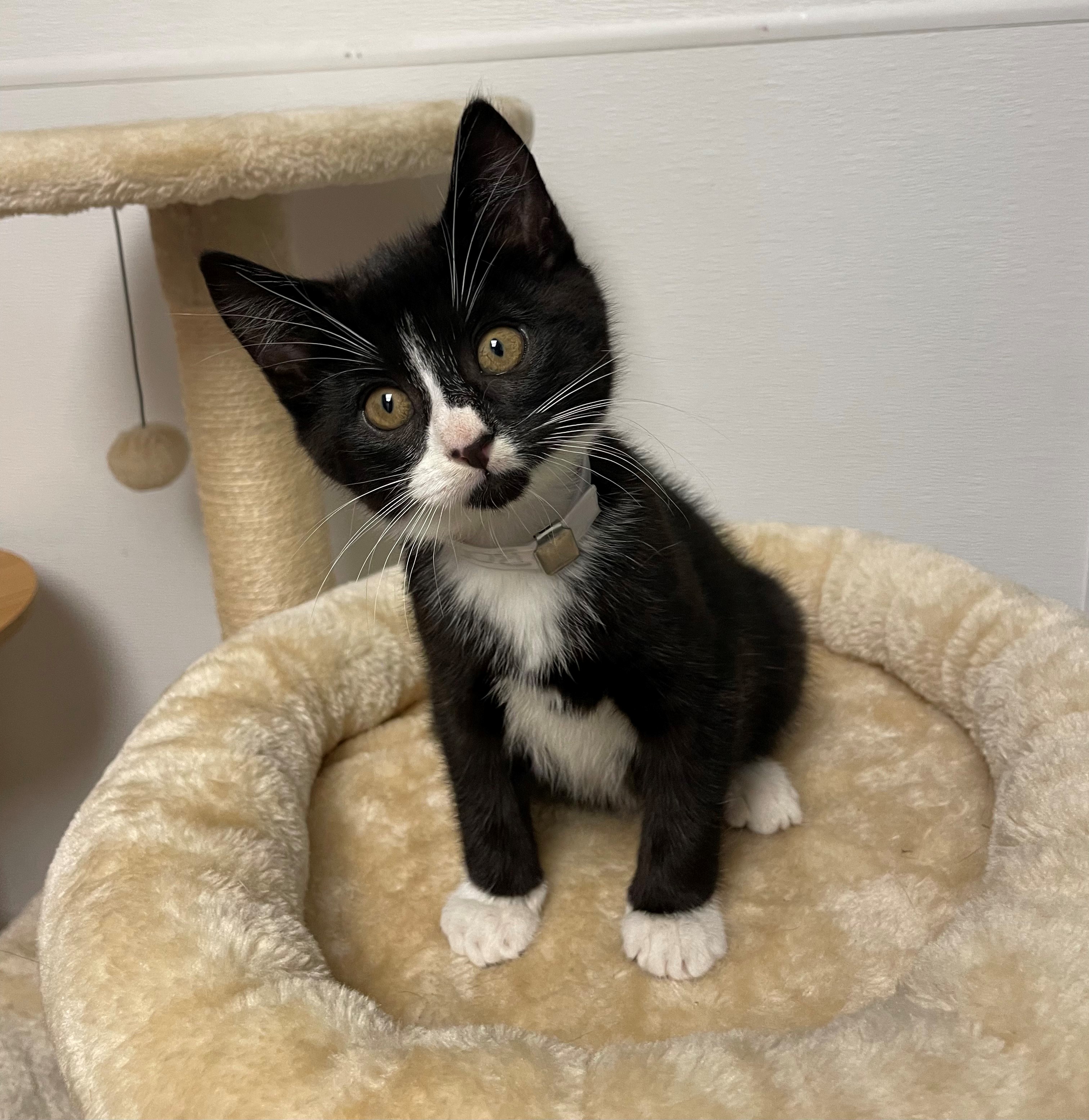 Cat for adoption Boo, a Domestic Short Hair in Syosset, NY Petfinder