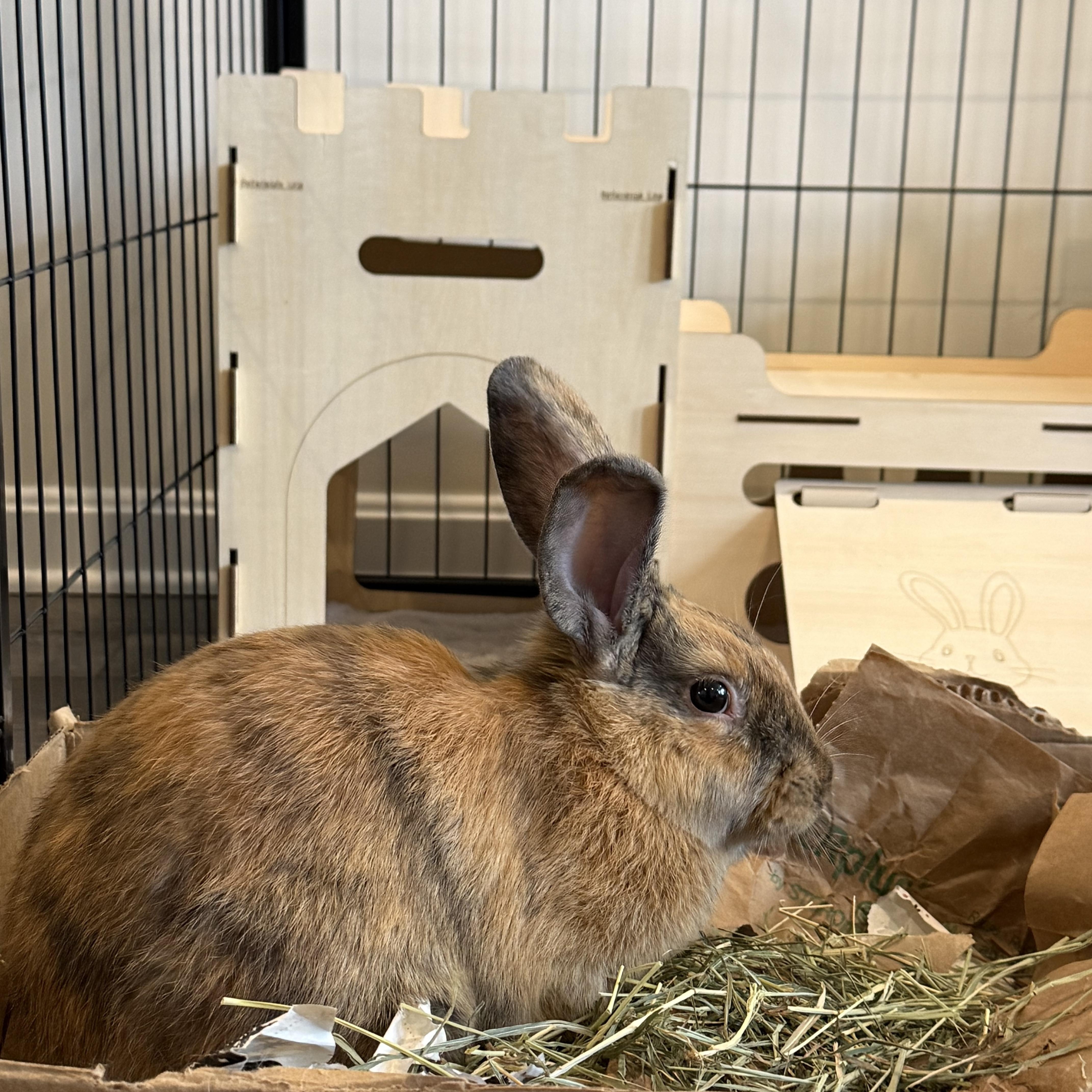 Enlarge Frank Cilantro, a ADOPTABLE mixed breed in Frederick, MD image 2/2