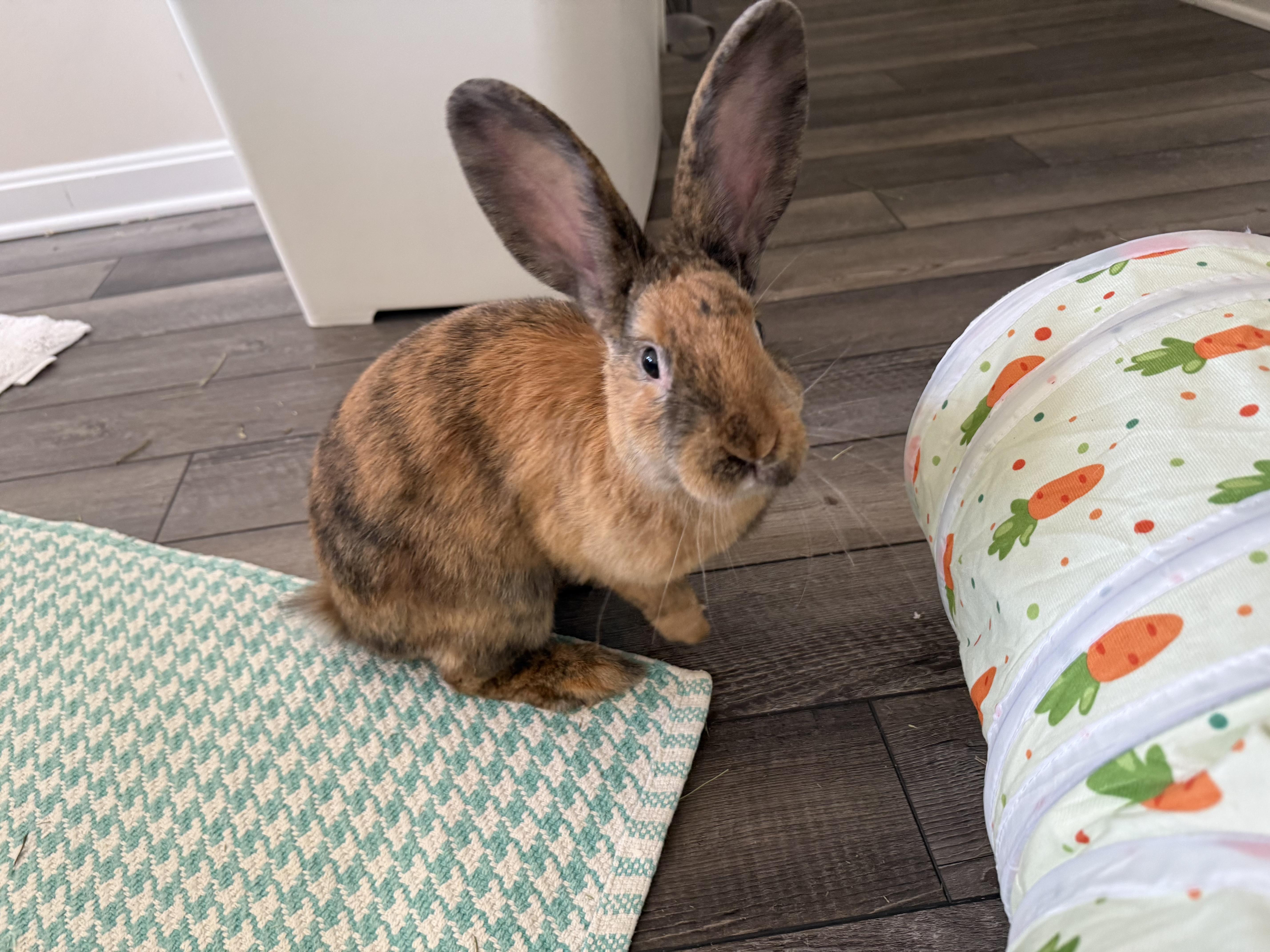 Frank Cilantro, a ADOPTABLE mixed breed in Frederick, MD image 2/4