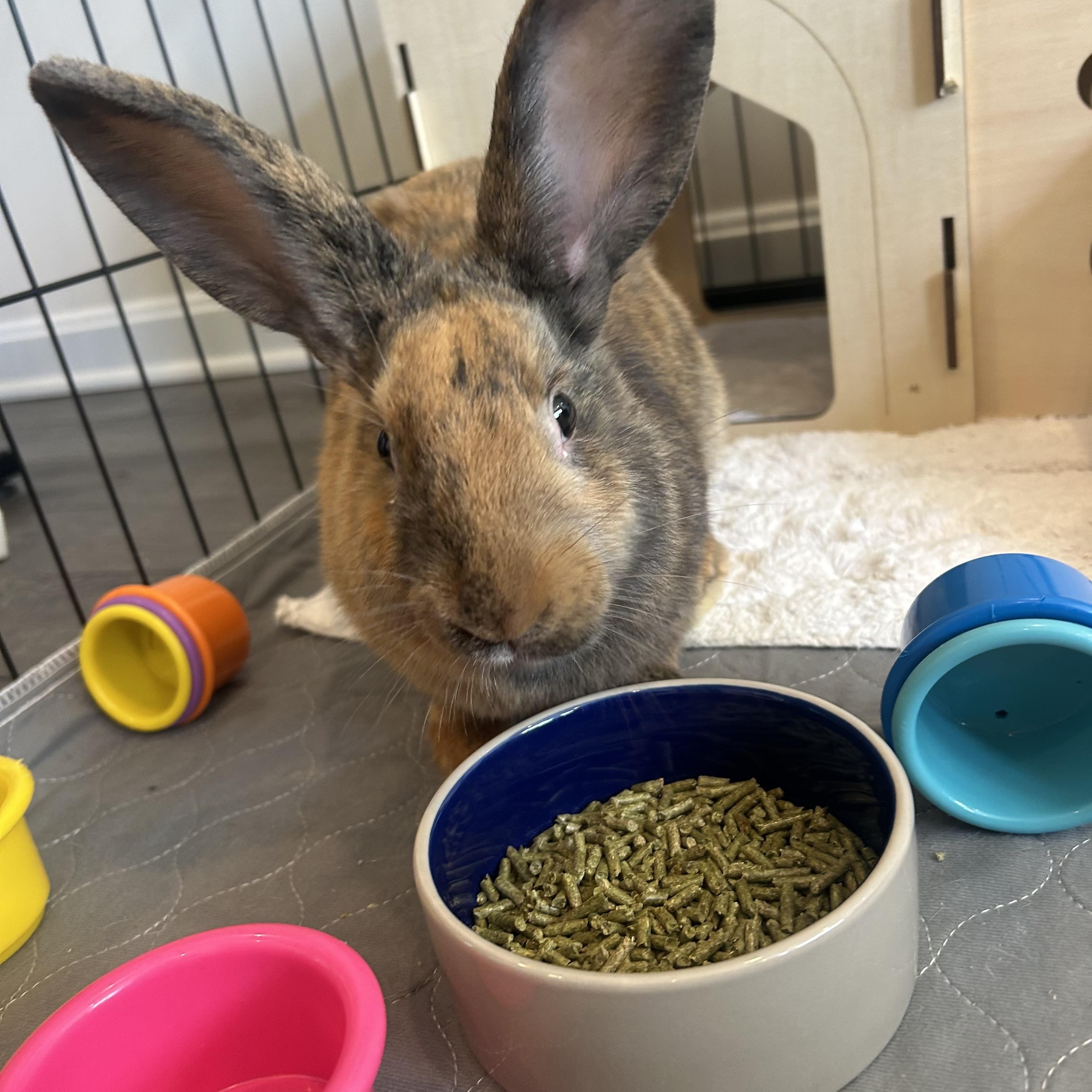 Frank Cilantro, ADOPTABLE, Young Male American.