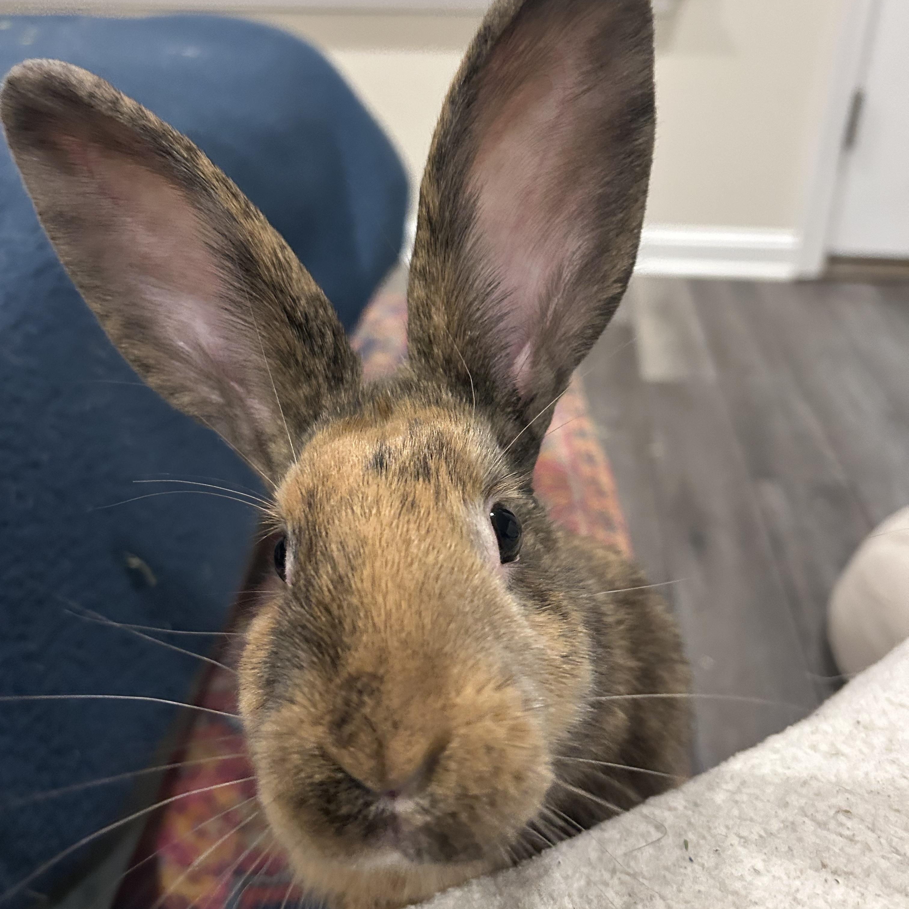 Frank Cilantro, a ADOPTABLE mixed breed in Frederick, MD image 1/4