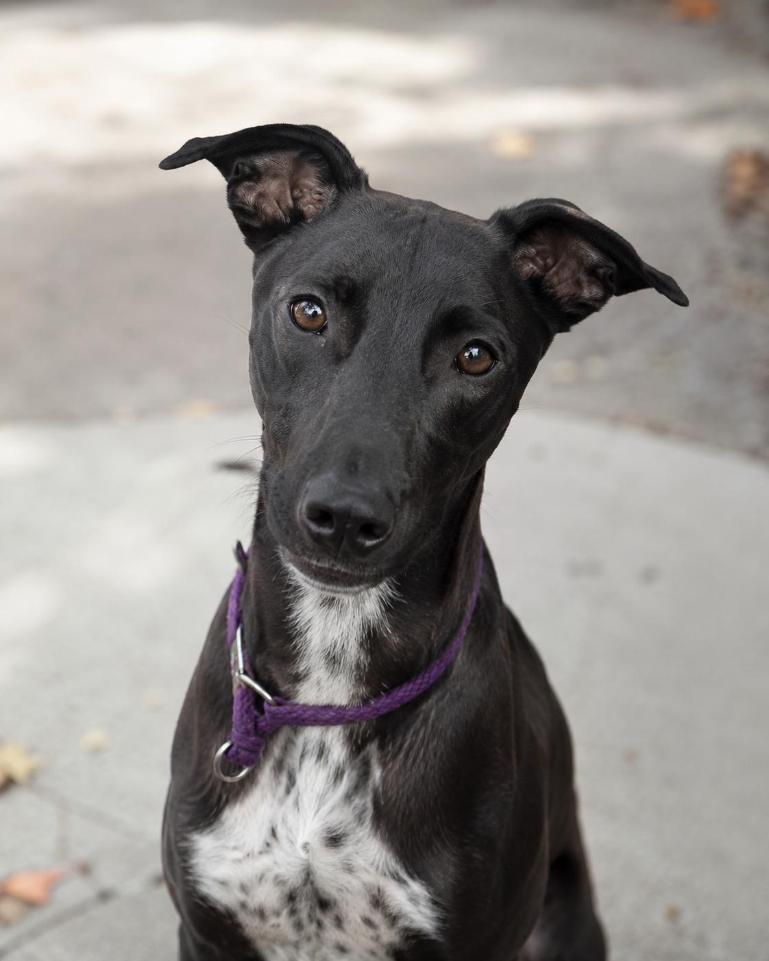 Tahoe (WA), Adoptable, Young Male Whippet & Greyhound.
