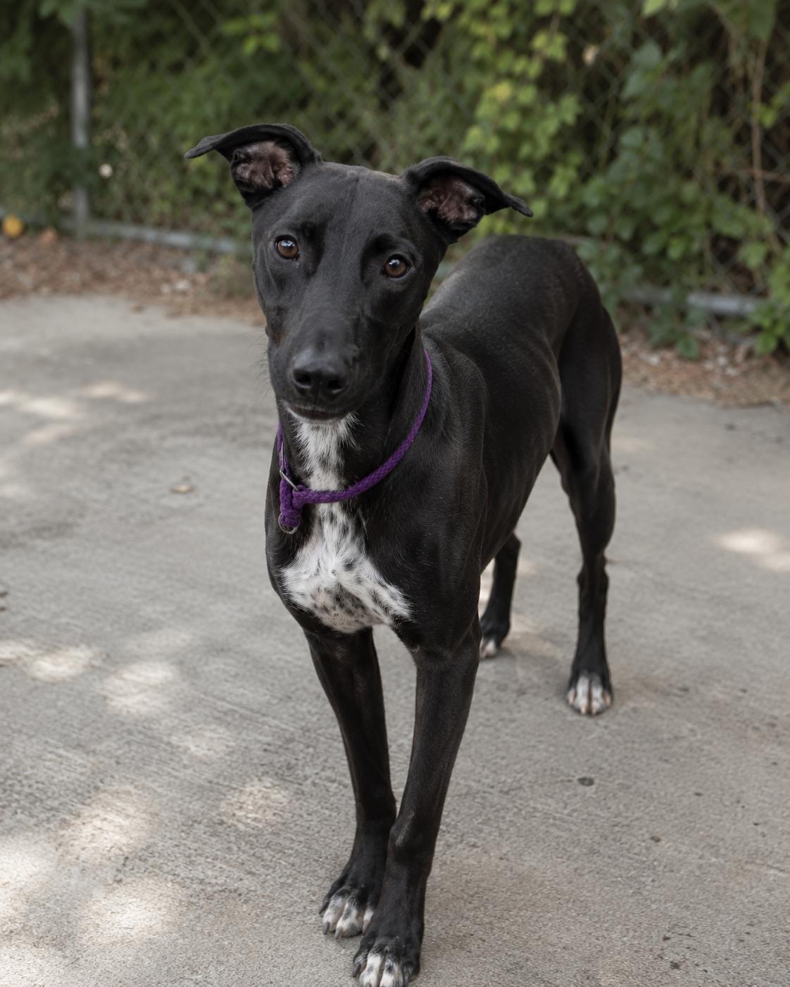 Enlarge Tahoe (WA), a Adoptable mixed breed in Lacey , WA image 2/3