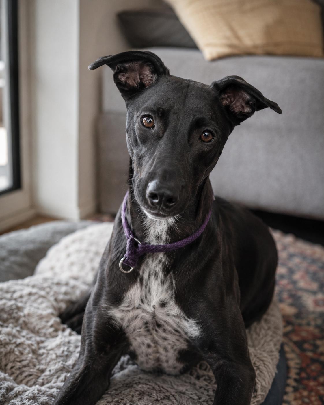 Enlarge Tahoe (WA), a Adoptable mixed breed in Lacey , WA image 3/3