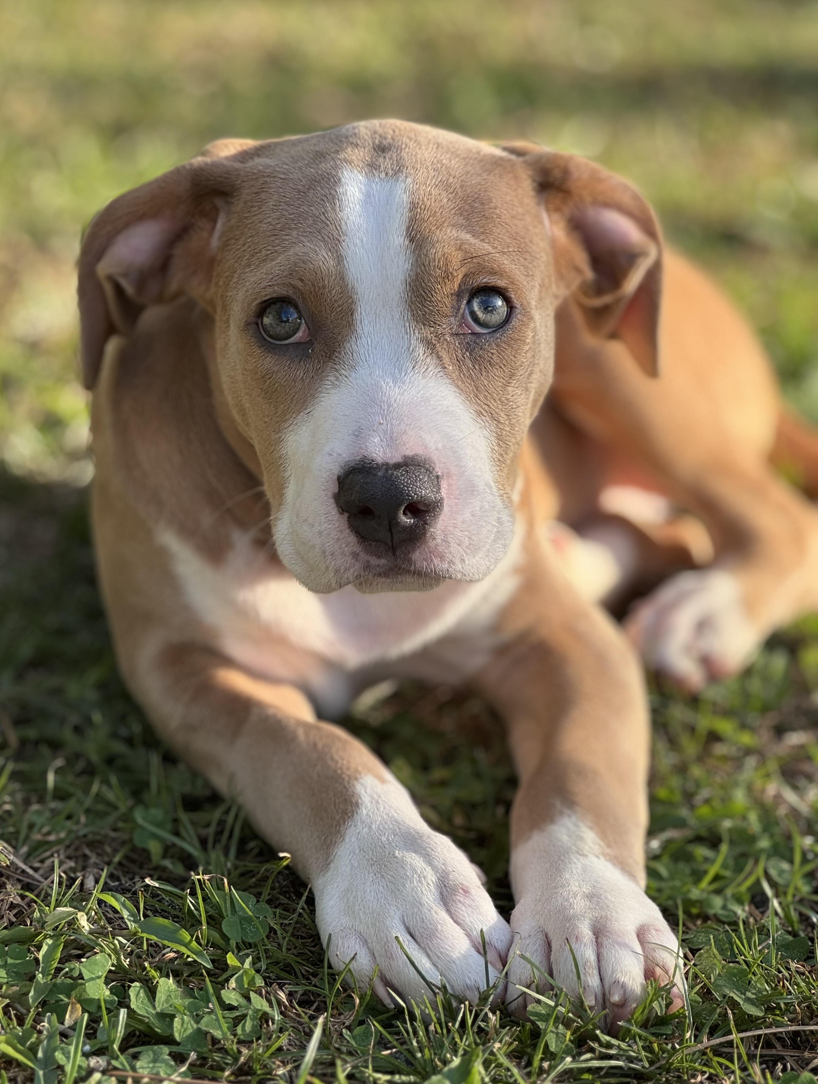 Enlarge Vita, an adopted mixed breed in Palm springs, FL image 1/1