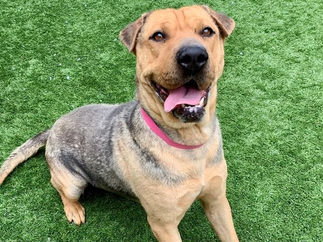 LING LING, Adoptable, Young Female Shar-Pei & Mixed Breed.