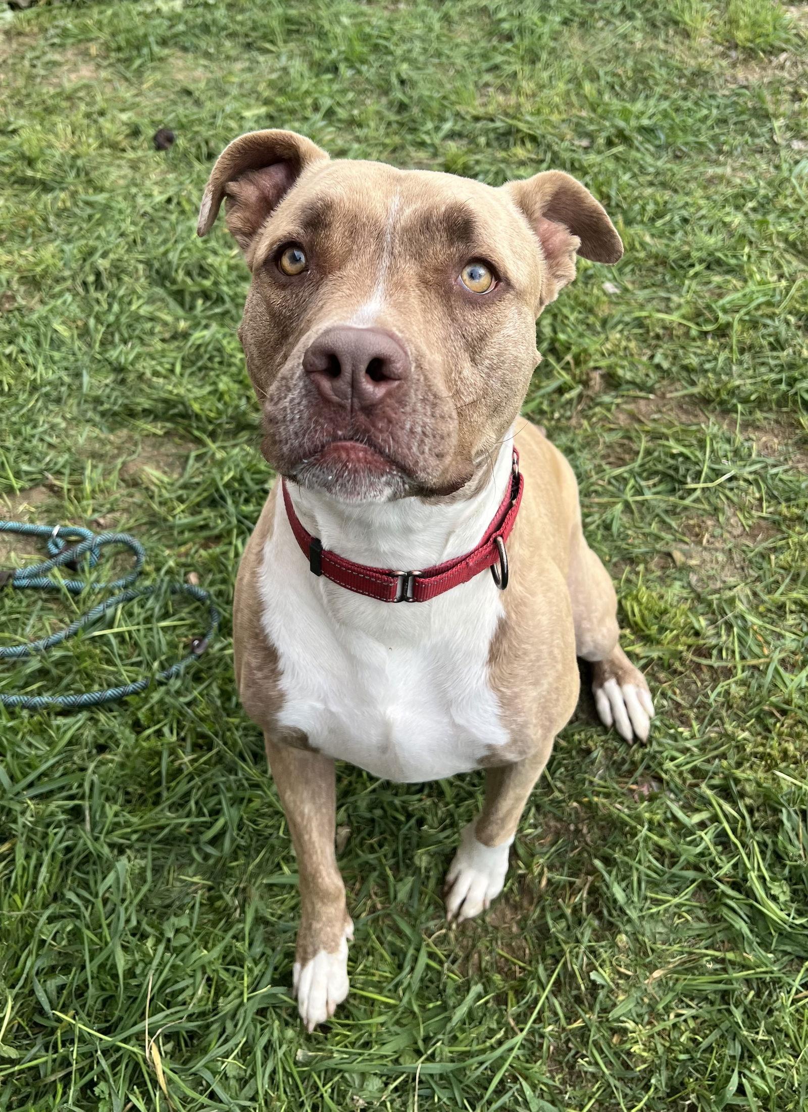 ADDIE, Adoptable, Adult Female Boxer & Pit Bull Terrier.