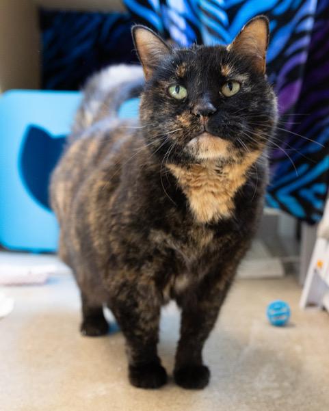 PEACHES, Adoptable, Adult Female Domestic Short Hair.