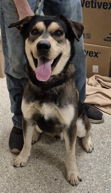 Enlarge OATMEAL, a Adoptable mixed breed in Lodi, CA image 1/1