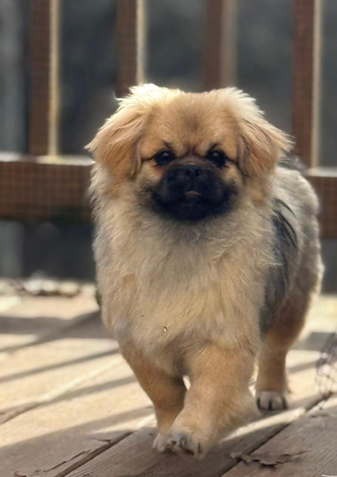 Dutchess, adopted, Young Female Tibetan Spaniel.