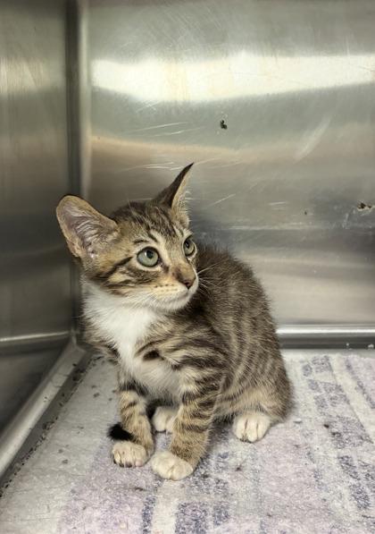 Saffron, Adoptable, Kitten Male Domestic Short Hair & Domestic Short Hair.