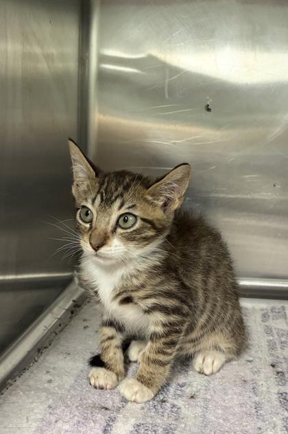 Enlarge Saffron, a Adoptable mixed breed in Picayune, MS image 2/3