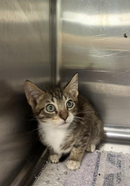 Enlarge Saffron, a Adoptable mixed breed in Picayune, MS image 3/3